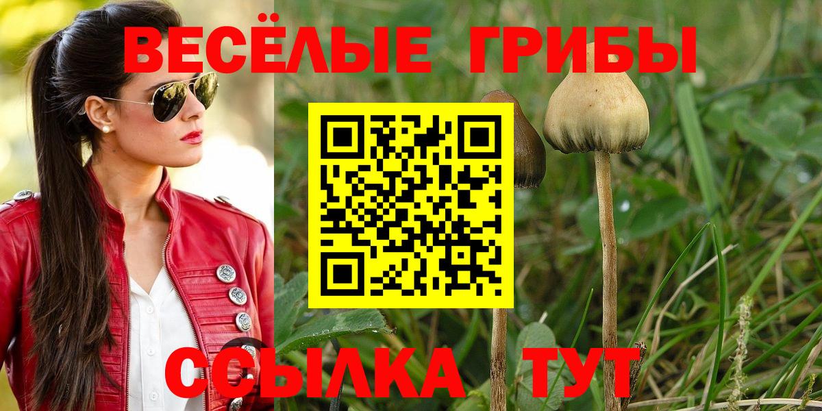 Псилоцибиновые грибы Cubensis Кизилюрт